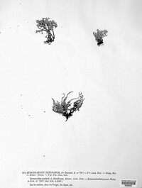 Stereocaulon vesuvianum image